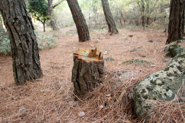 Best Root Management and Removal  in Campbelltown, PA