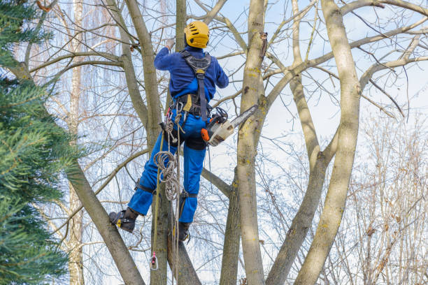 Professional Tree Care in Campbelltown, PA