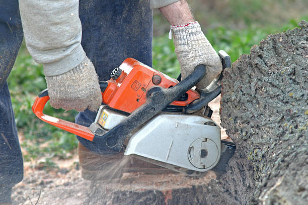 Best Commercial Tree Services  in Campbelltown, PA