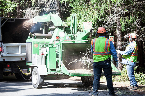 How Our Tree Care Process Works  in  Campbelltown, PA